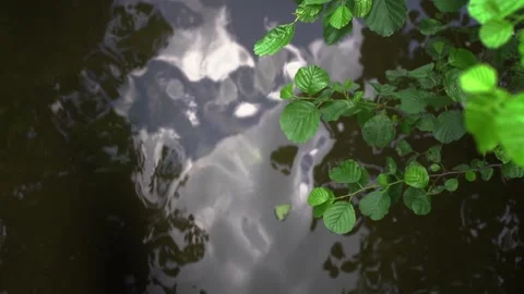 Moving surface of the river and a branch with green leaves above it Stock Footage 163363318