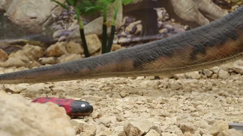 Moving tail artificial dinosaur Stock Footage 65393729
