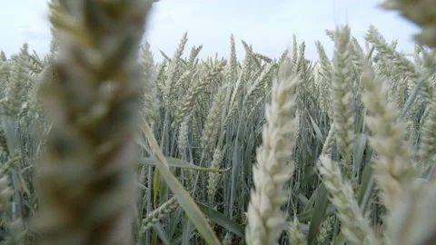 Moving though barley field Stock Footage 136241888