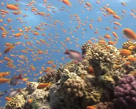 Moving through Anthias at a coral reef. Stock Footage
