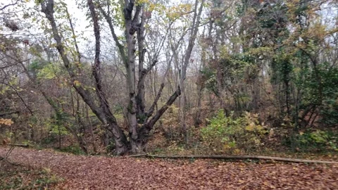 Moving through autumn forest with dynamic motion and vibrant seasonal colors Stock Footage 321650896