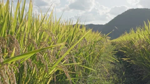 Moving Through Backlit Ripe Rice Field Stock-Footage 347010809