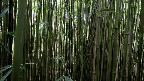 Moving through bamboo forest Stock Footage 74091292