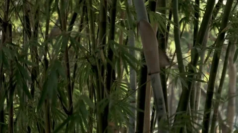 Moving through bamboo poles in a forest - Victoria Park - Hong Kong Stockbeeldmateriaal 135131341