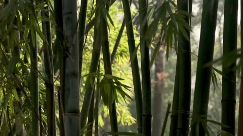 Moving through bamboo poles in a forest - Victoria Park - Hong Kong Stock Footage 135131950