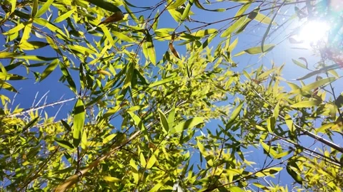 Moving through bamboo swaying in the wind Stockbeeldmateriaal 332159714