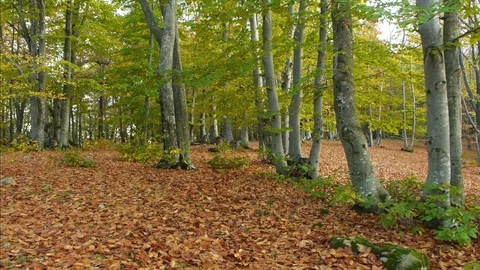 Moving Through Beautiful Summer Forest Stock Footage 119141563
