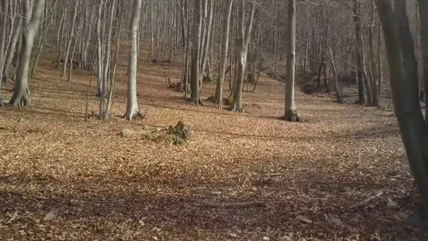 Moving through a beech tree forest 스톡 동영상 73581019