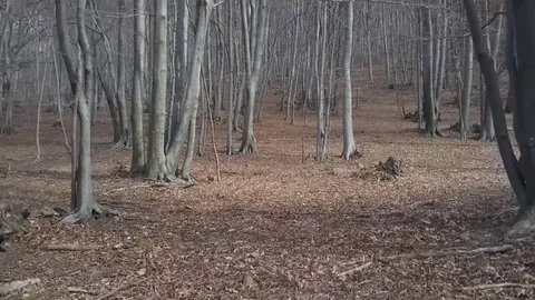 Moving through a beech tree forest Video stock 73581032