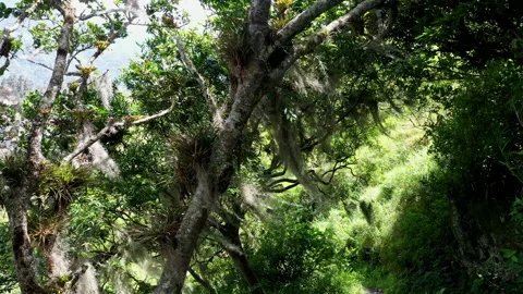 Moving through the branches of an old tree full of Tillandsia Stock Footage 236771007