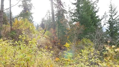 Moving Through Branches To Reveal Sun Flare Peaking Through Fall Forest Vídeo Stock 77611887