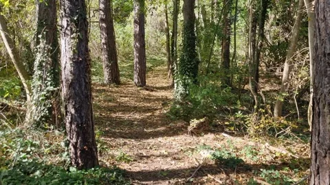 Moving through bright forest with sunlight and green vegetation around Stock Footage 320335358