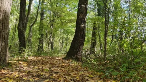 Moving Through Bright Green Forest with Sunlight and Shadows Stock Footage 320735925