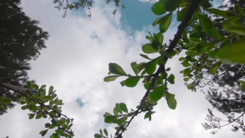 Moving up through bush leaves slow motion Vídeos de archivo 147401853