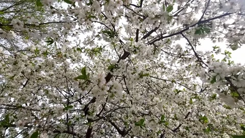 Moving Through The Cherry Tree Stock Footage 275585602