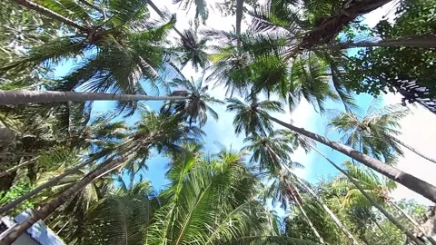 Moving through Coconut tree, leaf, looking from below to above clear blue s.. Stock Footage 269508605