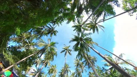 Moving through coconut trees with clear blue sky looking from below to above Stock Footage 269283228