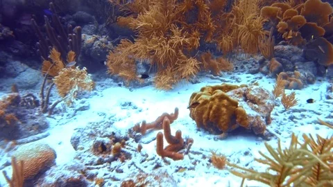 Moving through coral reef Stock-Footage 77629863