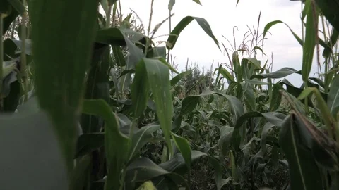 Moving Through A Corn Field Stock Footage 80747813