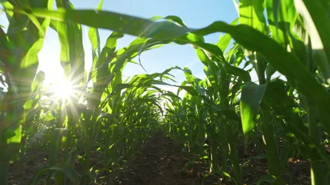 Moving through a corn field with the sun shining Stock Footage 337412678