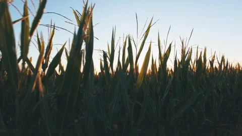 Moving through cornfield at dusk Video stock 289338823
