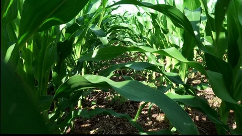 Moving Through the Cornfield Stock Footage 111370040