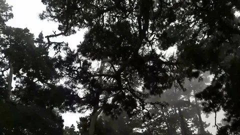 Moving Through Creepy Woods Stock Footage 70201404