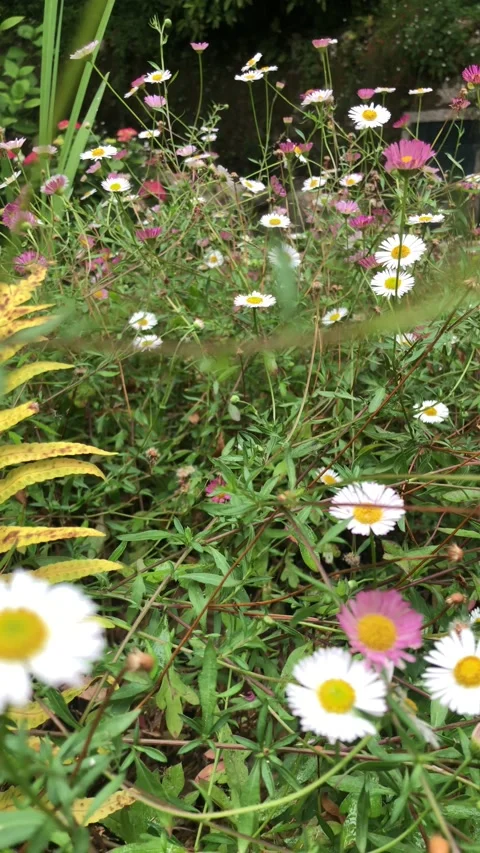 Moving through daisies Stock Footage 155535473