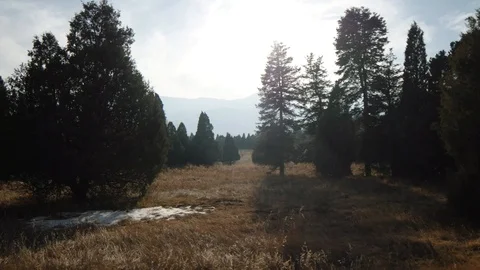 Moving through Dark Forest Field Stock Footage 119832570