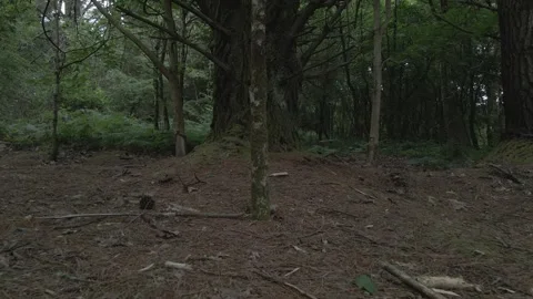 Moving through a dark wood Video stock 245348027