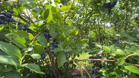 Moving Through Dense Blueberry Bushes Loaded with Ripe Fruit Stock Footage 340166010