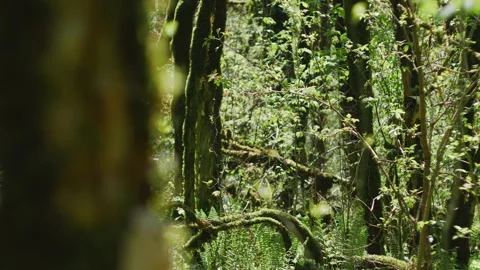 Moving through a dense forest with tall trees and green foliage Stock Footage 204866038