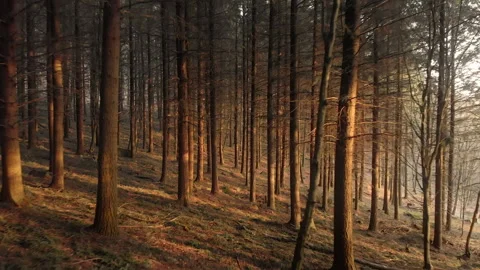 Moving through a dense forest with warm light Stock Footage 148988025