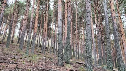 Moving through a dense pine forest with tall, slender tree trunks on a Stock Footage 345274825