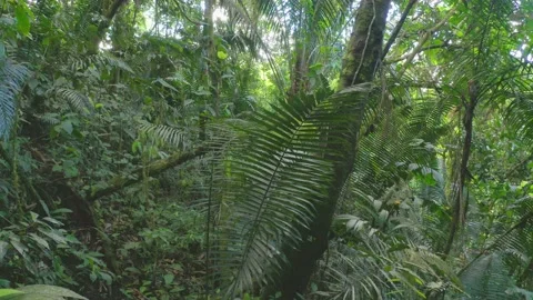 Moving through a dense tropical forest with large fern leaves Video stock 160311122
