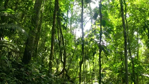Moving through a dense tropical forest full off lianas and large green leaves Video stock 165843204