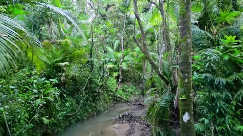 Moving through a dense tropical rainforest with wild biodiversity Video stock 307877623