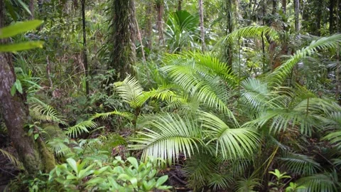 Moving through a dense tropical rainforest with wild biodiversity Stock Footage 307877625