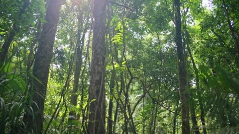 Moving through a dense tropical rainforest with wild biodiversity Stock Footage 307877626