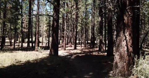 Moving Through Eastern Sierra Nevada Mountains Inyo National Forest Video stock 219581385