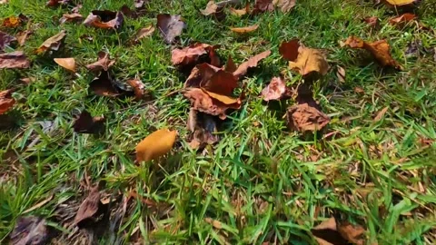 Moving through Fall leaves on the ground Stock Footage 142909232