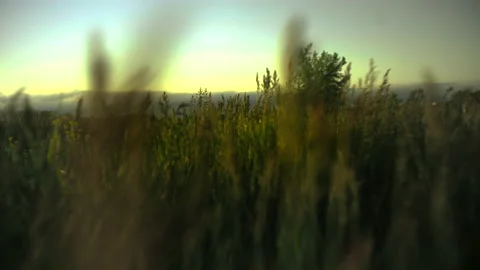 Moving through field Stockbeeldmateriaal 171720809