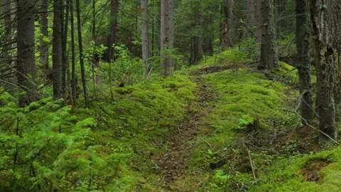 Moving through the fir forest Video stock 95938311