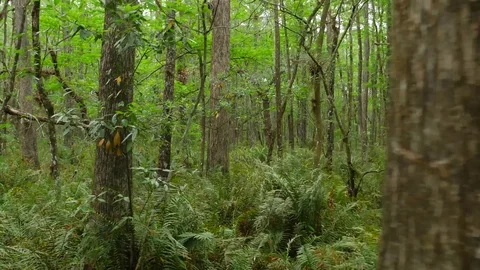 Moving Through Florida Slough With Lots of Trees In A Marsh 01 Stock Footage 75244772