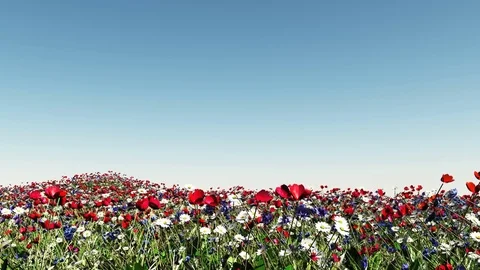 Moving through flower field - day Stock Footage 71358058