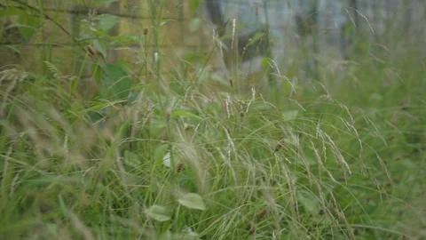 Moving through foliage with Graffiti in the background Stock Footage 115332815