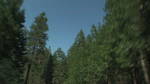 Moving through forest 10 Stock Footage 475442