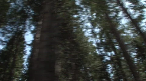 Moving through forest 2 스톡 동영상 475280