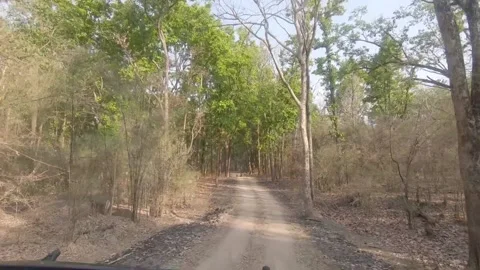 Moving through the forest 2, Kanha National Park, Madhya Pradesh Stock Footage 207040298