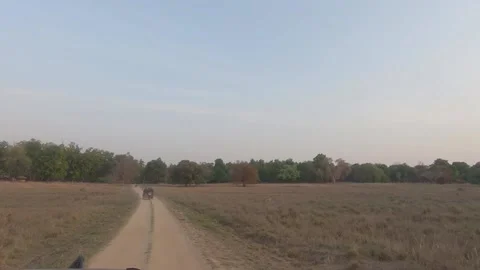 Moving through the forest 3 , Kanha National Park, Madhya Pradesh Stock Footage 207040307